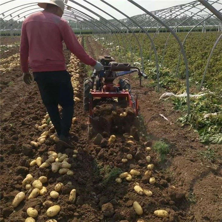 potato harvester (14)